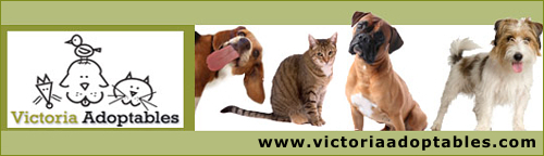 Animal for Adoption - Victoria Adoptables - Clicked 260 times